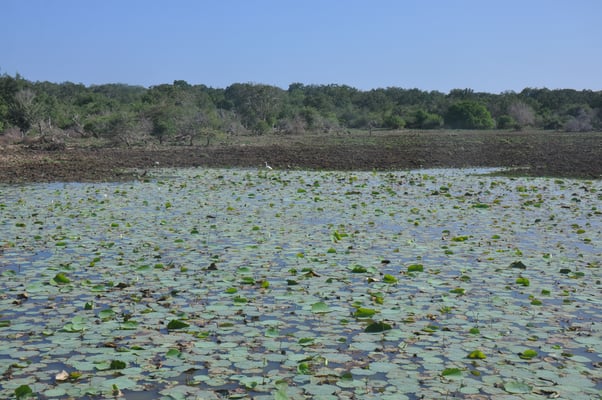 Sri Lanka, Yala Nationalpark