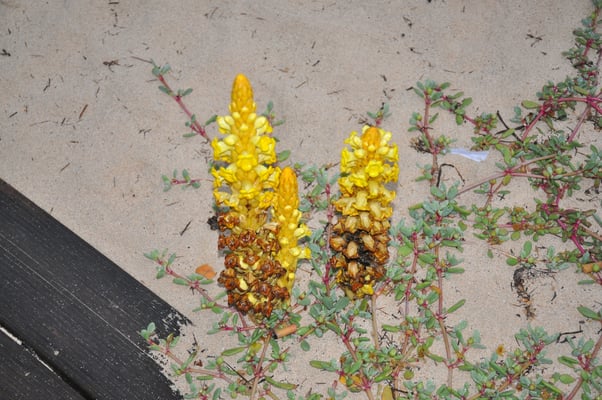 Kap Verden, Insel Sal, Strand mit ungewöhnlichen Pflanzen
