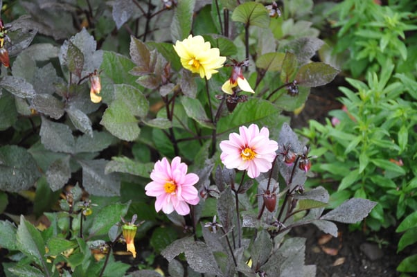 Irland, Muckross House mit Garten