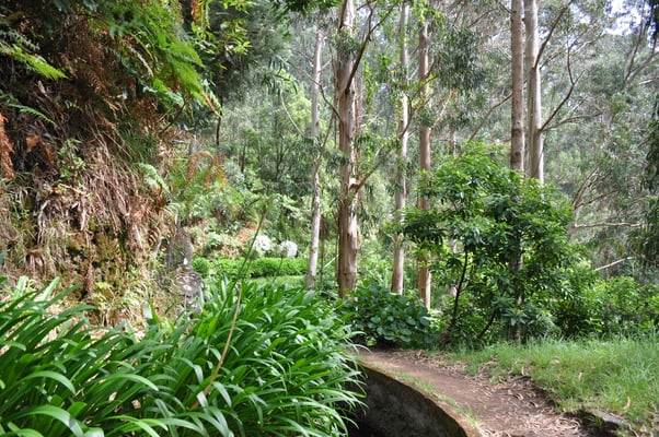 Madeira, Wanderung Levada da Reibeira da Janela