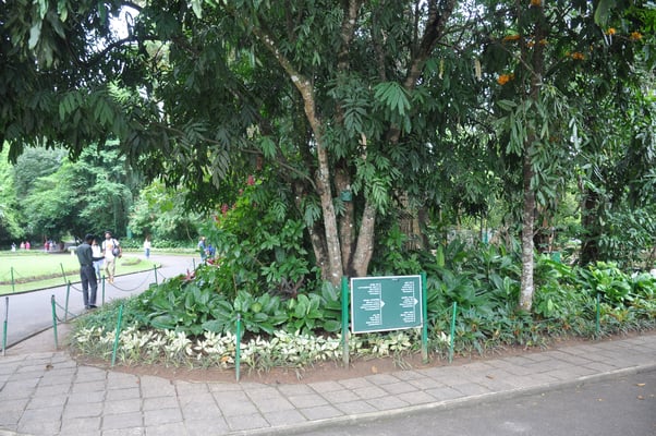 Sri Lanka, Kandy, Royal Botanic Gardens
