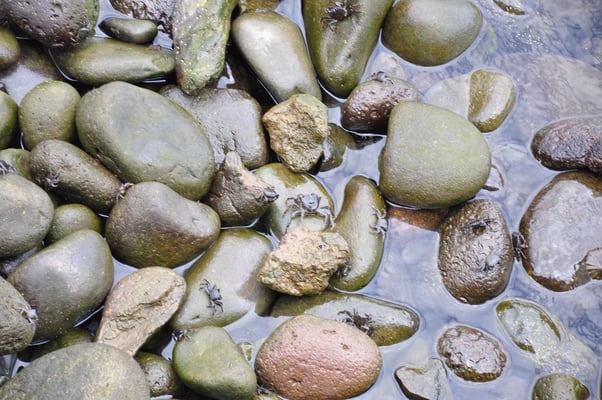 Madeira, Canico, Hotel Four Views Oasis, am Strand