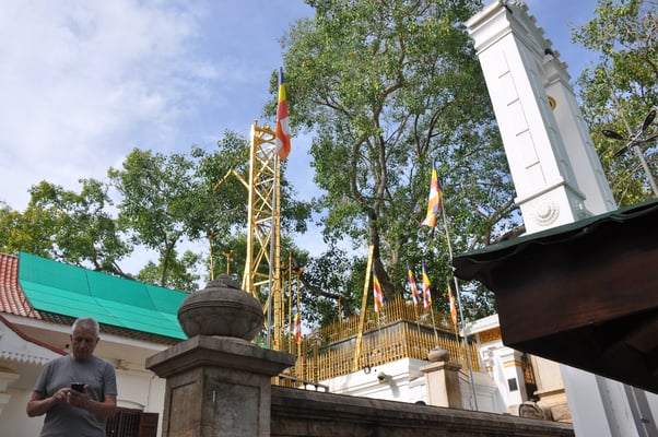 Sri Lanka: Anuradhapura, Jaya Sri Maha Boddhi