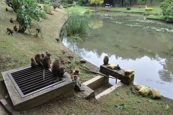 Sri Lanka, Kandy, Royal Botanic Gardens
