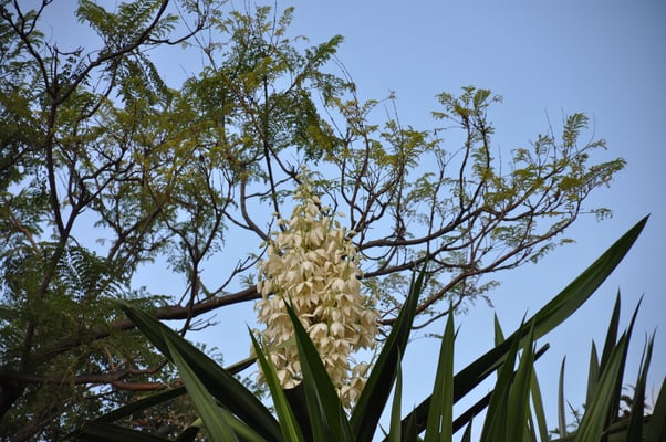 Madeira, Funchal, Botanischer Garten