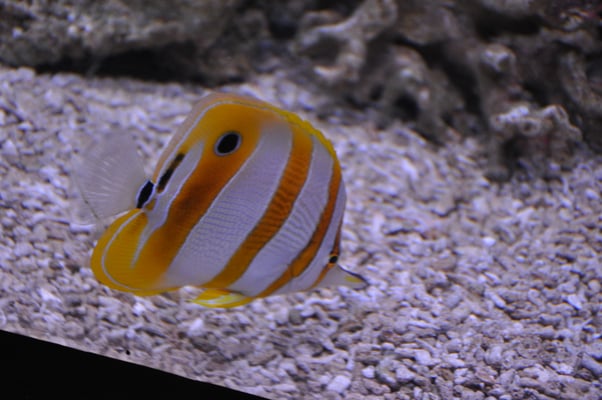 Irland, Halbinsel Dingle, Hauptstadt Dingle mit Aquarium