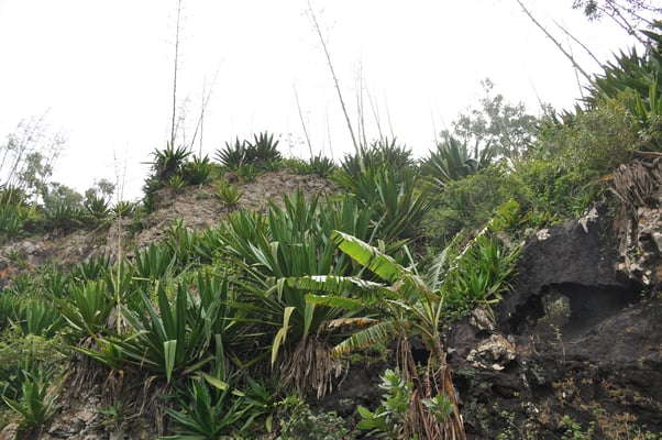 Kap Verden, Insel Santiago, Nationalpark "Serra Malagueta"