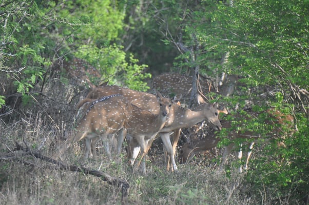 Sri Lanka, Yala Nationalpark