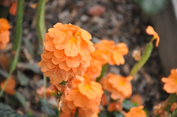 Madeira, Funchal, Orchideengarten, Quinta da Boa Vista