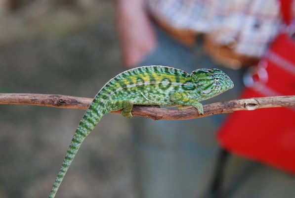 Madagaskar, Zoo Nähe Andasibe Nationalpark, Echse 