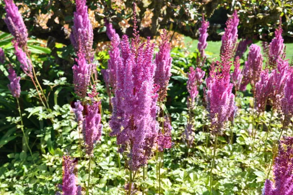 Irland, Garinish Island