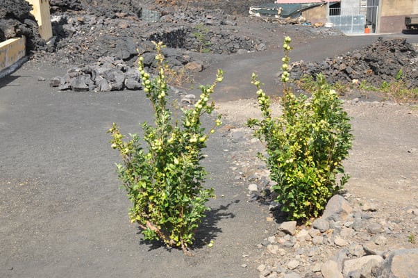 Kap Verden, Insel Fogo, Cha das Caldeiras, Pico Grande