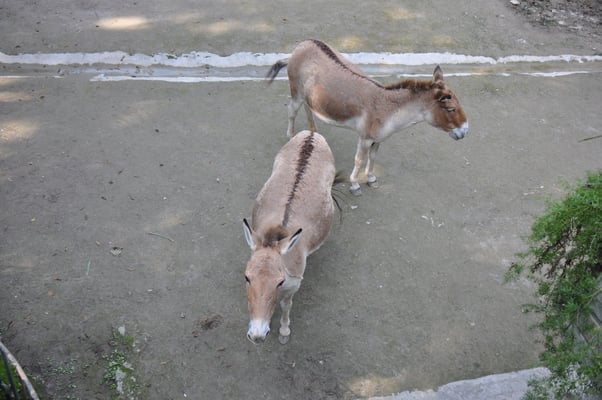 China, Chongqing, Zoo, asiatische Halbesel