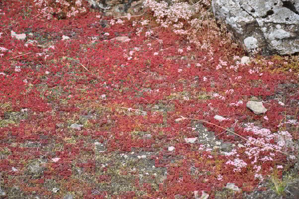 Schweden, Öland, Eketorps Borg, Wikinger Museum