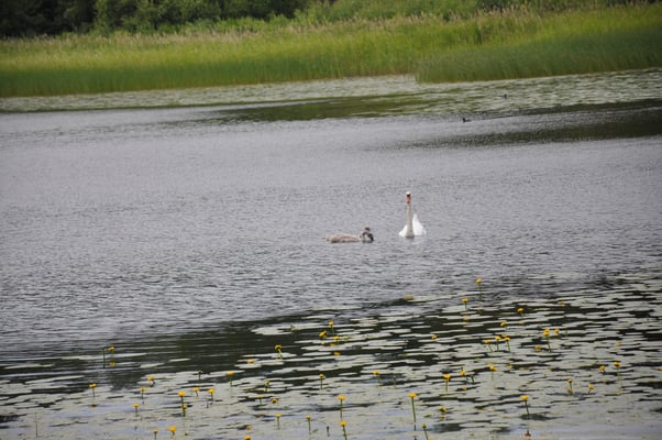 Schweden, Schloss Gripsholm
