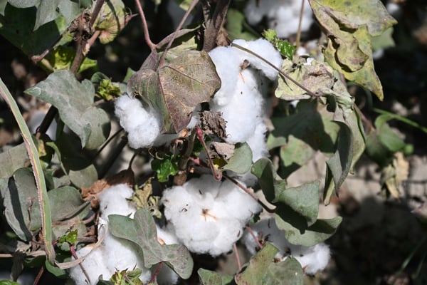Usbekistan, Besuch eines Baumwollfeldes