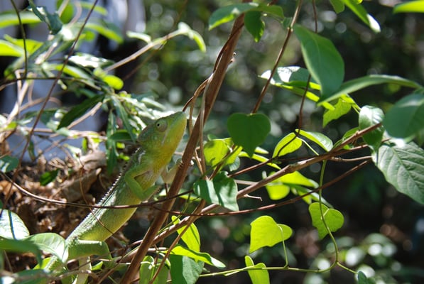 Madagaskar, Ranohira, Isalo Nationalpark, Chamäleon