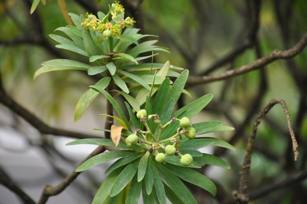 Kap Verden, Insel Santiago, Nationalpark "Serra Malagueta"