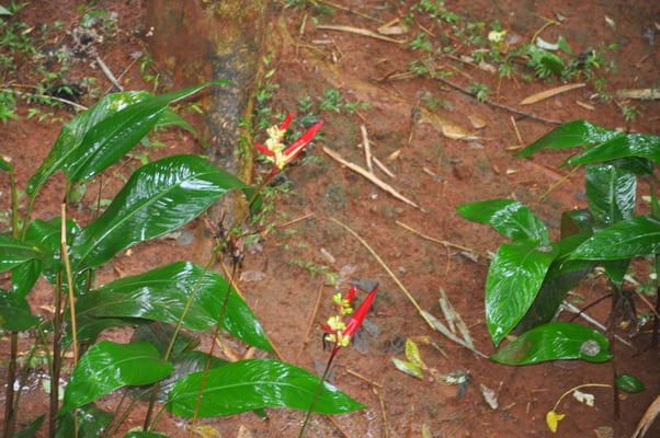 Sri Lanka, Matale, Gewürzgarten