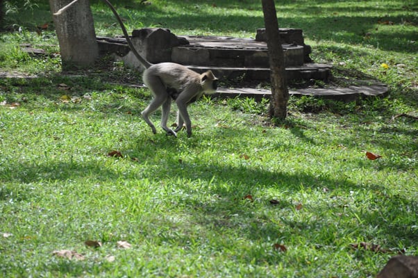 Sri Lanka: Anuradhapura, Affen in der Tempelanlage
