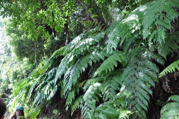 Madeira, Wanderung Levada da Reibeira da Janela