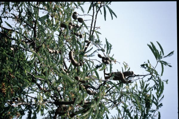 Thailand, Uttaradith