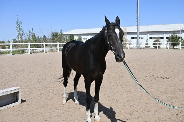 Turkmenistan, Ashgabad, Gestüt der Achal Tekkiner Pferde