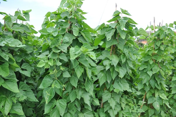 Madeira, Santana, Dreieckhäuser aus Colmo