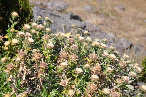 Madeira, Wanderung zum Vereda do Pico Ruivo