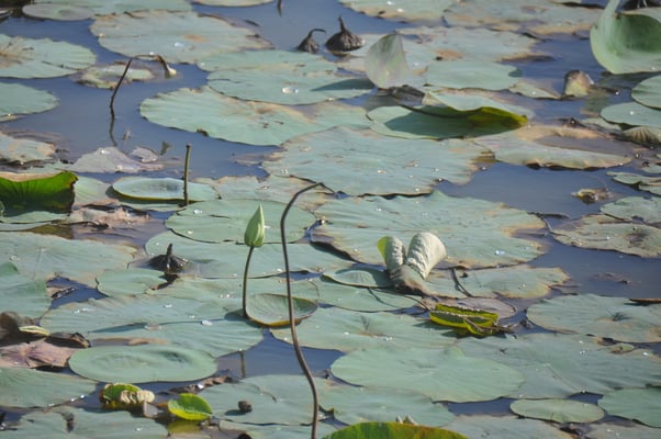 Sri Lanka, Yala Nationalpark