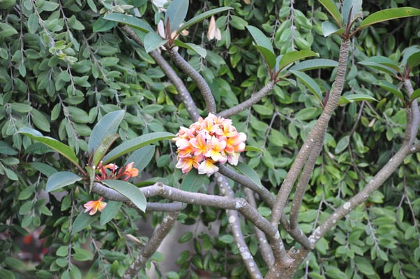 Madeira, Funchal, Botanischer Garten