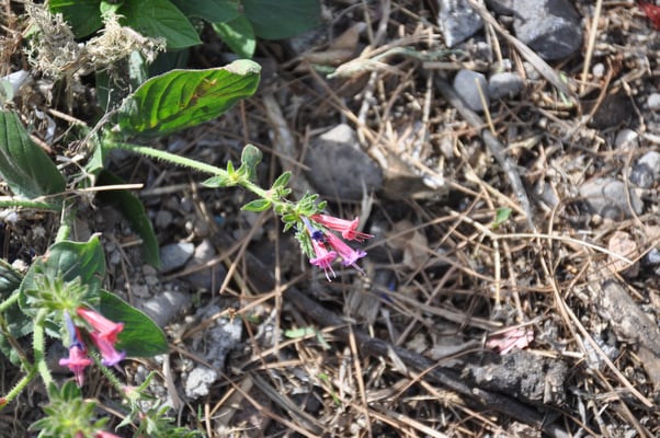 Kap Verden, Insel Santo Antao, Ponta do Sol