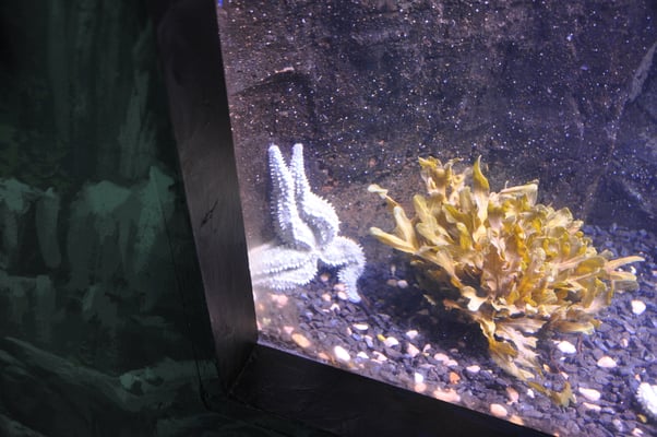 Irland, Halbinsel Dingle, Hauptstadt Dingle mit Aquarium