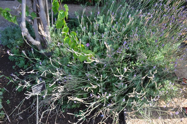 Madeira, Funchal, Botanischer Garten