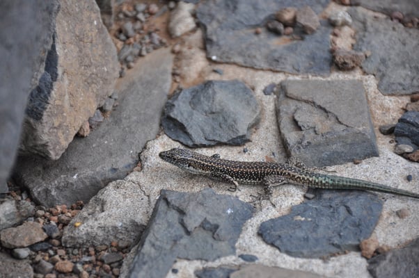 Madeira, Wanderung Vereda da Ponta de Sao Lourenco