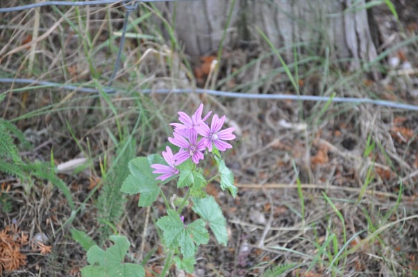Schweden, Insel Farö, Grab von Ingmar Bermann