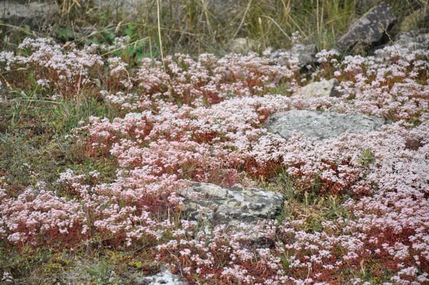 Schweden, Öland, Eketorps Borg, Wikinger Museum