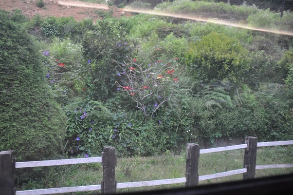 Sri Lanka, Zugfahrt ab Nanu Oya nach Bandarawela