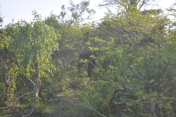 Sri Lanka, Yala Nationalpark