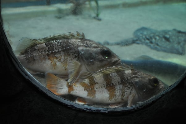 Irland, Halbinsel Dingle, Hauptstadt Dingle mit Aquarium