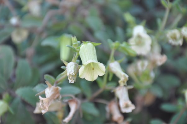 Kap Verden, Insel Fogo, Cha das Caldeiras, Pico Grande