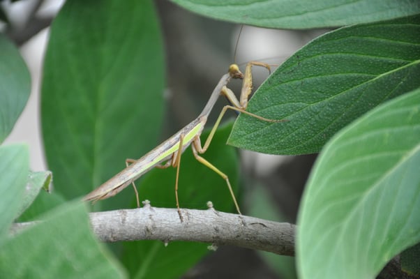 Kap Verden, Insel Santiago, Assomada, Aussichtsplattform, Gottesanbeterin