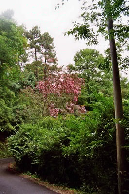 Georgien, Batumi, Botanischer Garden 