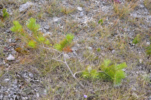 Schweden, Insel Farö, Rauk Gebiete