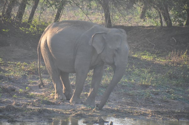 Sri Lanka, Yala Nationalpark