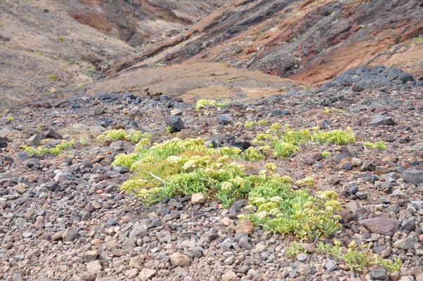 Madeira, Wanderung Vereda da Ponta de Sao Lourenco