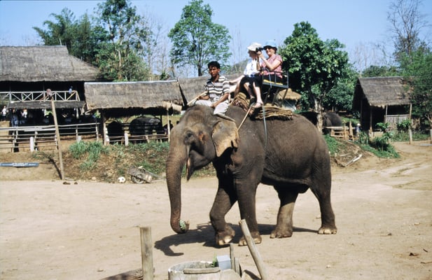 Thailand, Elefantencamp