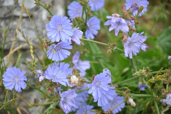 Schweden, Öland, Jagdmauer von König Gustav Adolph