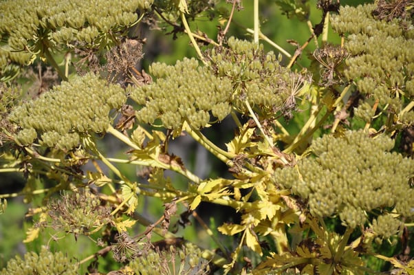Madeira, Wanderung zum Vereda do Pico Ruivo