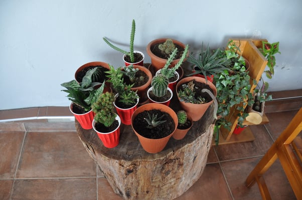 Kap Verden, Insel Fogo, Cha das Caldeiras, Pico Grande